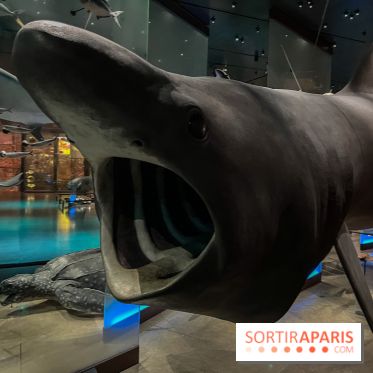 Grande Galerie de l'évolution- visuels 2024 - image00114