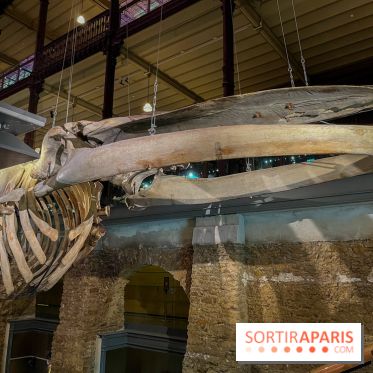 Grande Galerie de l'évolution- visuels 2024 - image00117