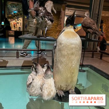 Grande Galerie de l'évolution- visuels 2024 - image00099