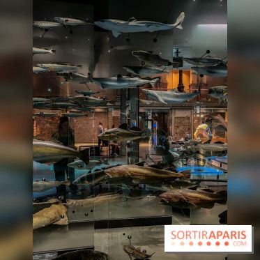 Grande Galerie de l'évolution- visuels 2024 - image00100