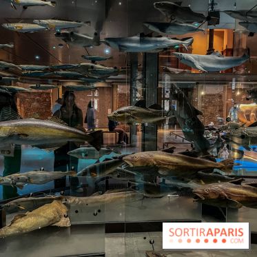 Grande Galerie de l'évolution- visuels 2024 - image00101