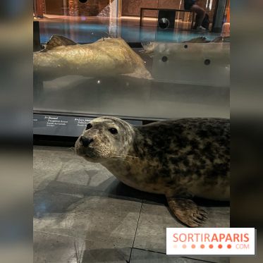 Grande Galerie de l'évolution- visuels 2024 - image00102