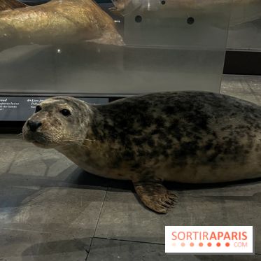 Grande Galerie de l'évolution- visuels 2024 - image00103