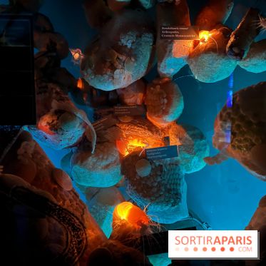 Grande Galerie de l'évolution- visuels 2024 - image00104