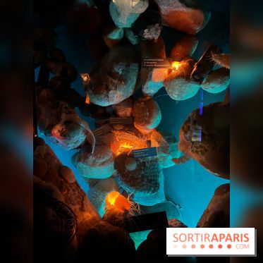 Grande Galerie de l'évolution- visuels 2024 - image00105