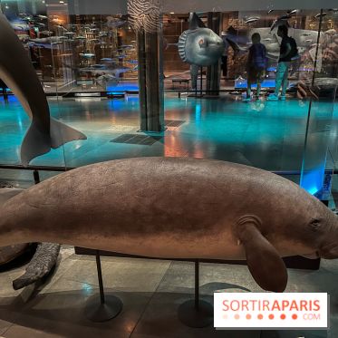 Grande Galerie de l'évolution- visuels 2024 - image00106