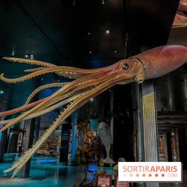 Grande Galerie de l'évolution- visuels 2024 - image00108