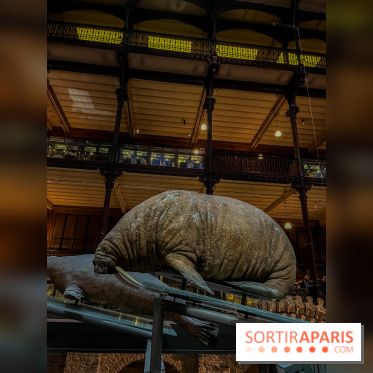 Grande Galerie de l'évolution- visuels 2024