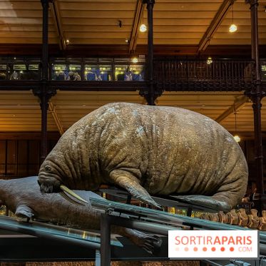 Grande Galerie de l'évolution- visuels 2024