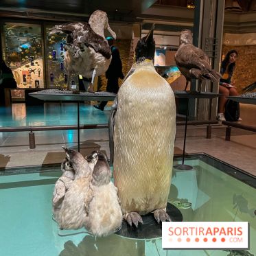 Grande Galerie de l'évolution- visuels 2024 - image00095