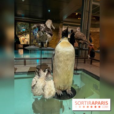 Grande Galerie de l'évolution- visuels 2024 - image00096