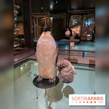 Grande Galerie de l'évolution- visuels 2024 - image00097