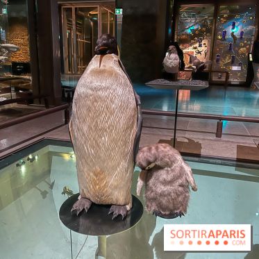 Grande Galerie de l'évolution- visuels 2024 - image00098