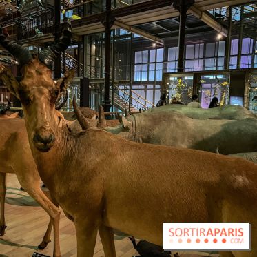 Grande Galerie de l'évolution- visuels 2024 - image00085