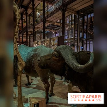 Grande Galerie de l'évolution- visuels 2024 - image00087