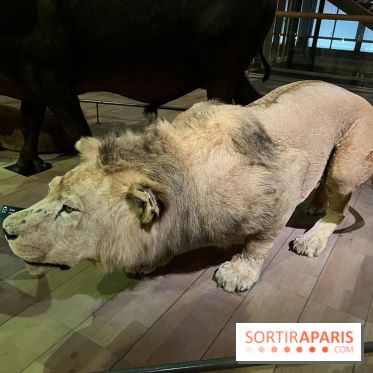 Grande Galerie de l'évolution- visuels 2024 - image00088