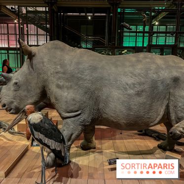 Grande Galerie de l'évolution- visuels 2024 - image00071