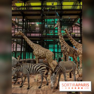 Grande Galerie de l'évolution- visuels 2024 - image00072