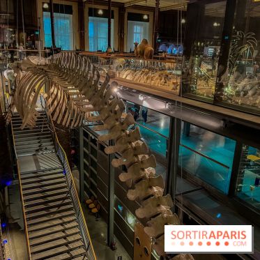 Grande Galerie de l'évolution- visuels 2024 - image00074