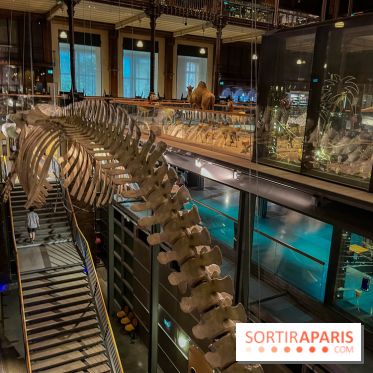 Grande Galerie de l'évolution- visuels 2024 - image00076