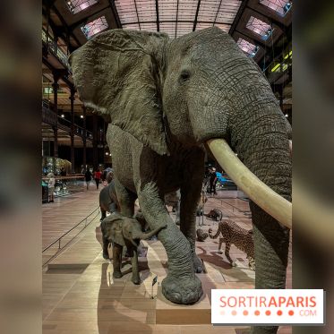 Grande Galerie de l'évolution- visuels 2024 - image00064