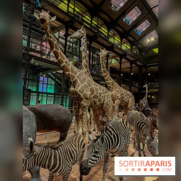 Grande Galerie de l'évolution- visuels 2024 - image00067