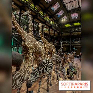 Grande Galerie de l'évolution- visuels 2024 - image00068