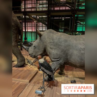 Grande Galerie de l'évolution- visuels 2024 - image00069