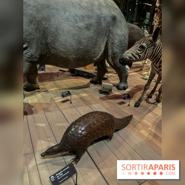 Grande Galerie de l'évolution- visuels 2024 - image00070