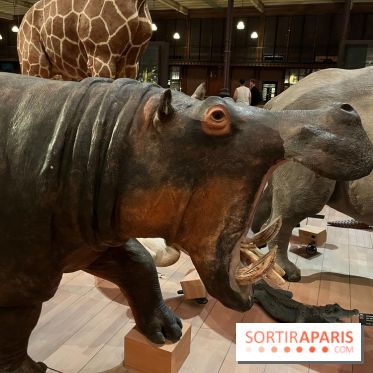 Grande Galerie de l'évolution- visuels 2024 - image00053