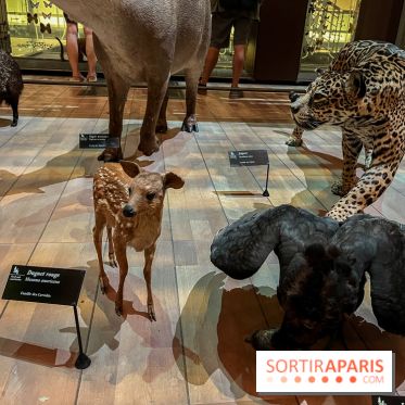 Grande Galerie de l'évolution- visuels 2024 - image00054