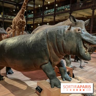 Grande Galerie de l'évolution- visuels 2024 - image00056