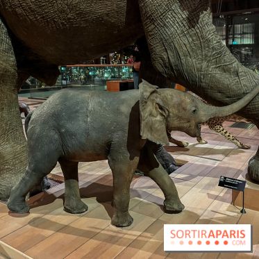 Grande Galerie de l'évolution- visuels 2024 - image00059