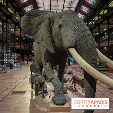 Grande Galerie de l'évolution- visuels 2024 - image00060