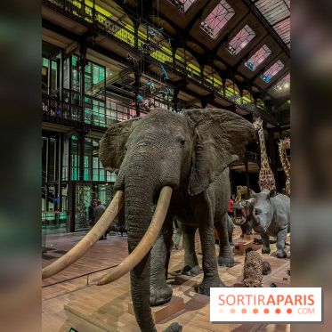 Grande Galerie de l'évolution- visuels 2024 - image00061