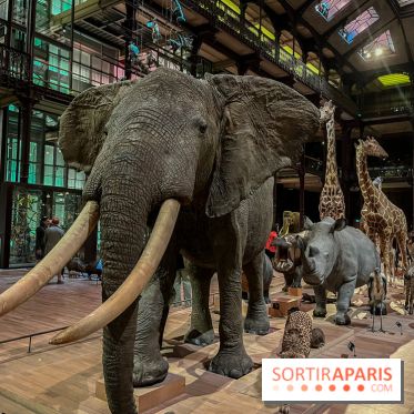 Grande Galerie de l'évolution- visuels 2024 - image00062