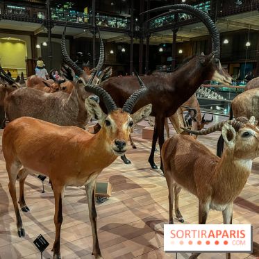 Grande Galerie de l'évolution- visuels 2024 - image00045