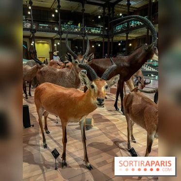 Grande Galerie de l'évolution- visuels 2024 - image00046