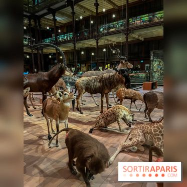 Grande Galerie de l'évolution- visuels 2024 - image00047