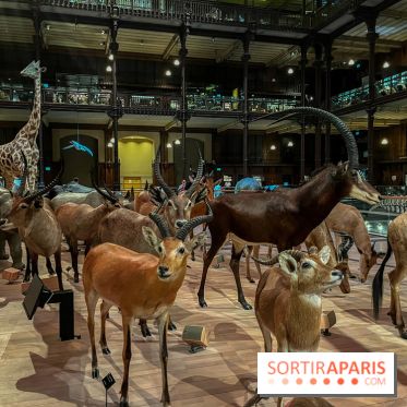 Grande Galerie de l'évolution- visuels 2024 - image00048