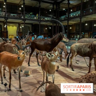 Grande Galerie de l'évolution- visuels 2024 - image00049