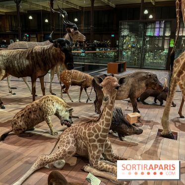 Grande Galerie de l'évolution- visuels 2024 - image00050