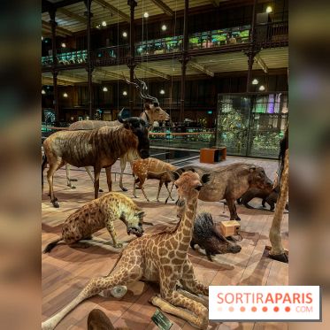 Grande Galerie de l'évolution- visuels 2024 - image00051