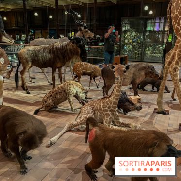 Grande Galerie de l'évolution- visuels 2024 - image00052