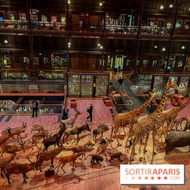 Grande Galerie de l'évolution- visuels 2024 - image00035