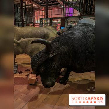 Grande Galerie de l'évolution- visuels 2024 - image00036