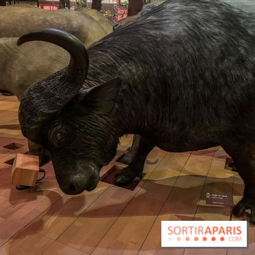 Grande Galerie de l'évolution- visuels 2024 - image00037