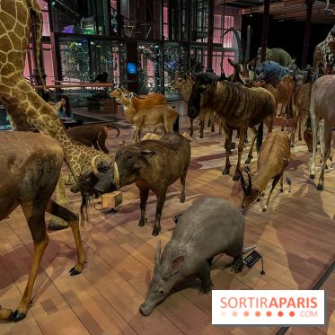 Grande Galerie de l'évolution- visuels 2024 - image00038