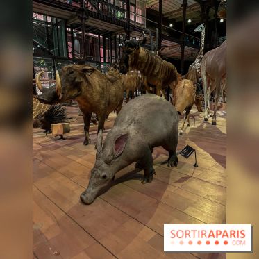 Grande Galerie de l'évolution- visuels 2024
