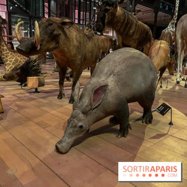 Grande Galerie de l'évolution- visuels 2024 - image00041